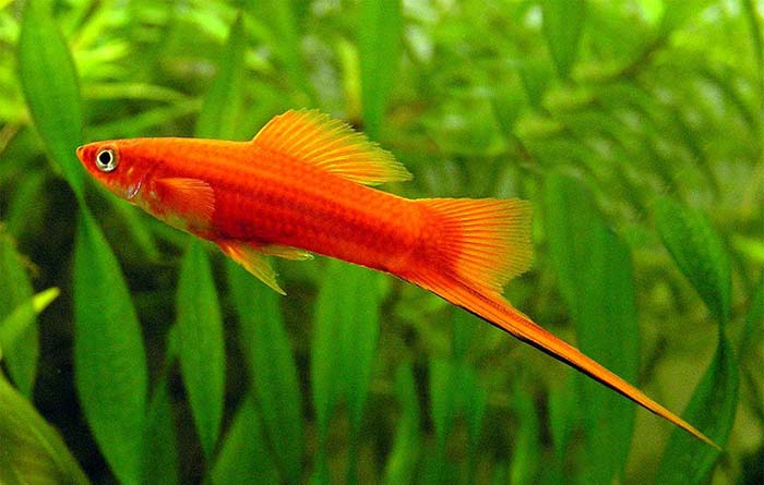 6 loại cá cảnh đẹp - dễ nuôi - hợp phong thủy mang tài lộc vào nhà gọi tên những loại cá cảnh nào? - Ảnh 3. 6 loại cá cảnh đẹp - dễ nuôi - hợp phong thủy mang tài lộc vào nhà gọi tên những loại cá cảnh nào? - Ảnh 3.