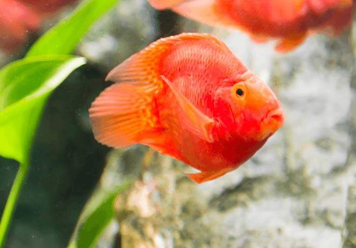 6 loại cá cảnh đẹp - dễ nuôi - hợp phong thủy mang tài lộc vào nhà gọi tên những loại cá cảnh nào? - Ảnh 4. 6 loại cá cảnh đẹp - dễ nuôi - hợp phong thủy mang tài lộc vào nhà gọi tên những loại cá cảnh nào? - Ảnh 4.