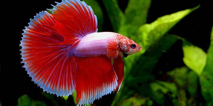 6 loại cá cảnh đẹp - dễ nuôi - hợp phong thủy mang tài lộc vào nhà gọi tên những loại cá cảnh nào? - Ảnh 6. 6 loại cá cảnh đẹp - dễ nuôi - hợp phong thủy mang tài lộc vào nhà gọi tên những loại cá cảnh nào? - Ảnh 6.