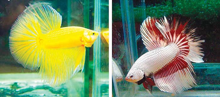 6 loại cá cảnh đẹp - dễ nuôi - hợp phong thủy mang tài lộc vào nhà gọi tên những loại cá cảnh nào? - Ảnh 7. 6 loại cá cảnh đẹp - dễ nuôi - hợp phong thủy mang tài lộc vào nhà gọi tên những loại cá cảnh nào? - Ảnh 7.