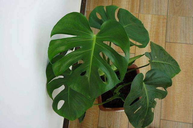 5 loại cây cảnh phòng khách, giảm bụi, chắn tiếng ồn, tăng độ ẩm, càng sống càng khỏe mạnh - Ảnh 7. 5 loại cây cảnh phòng khách, giảm bụi, chắn tiếng ồn, tăng độ ẩm, càng sống càng khỏe mạnh - Ảnh 7.