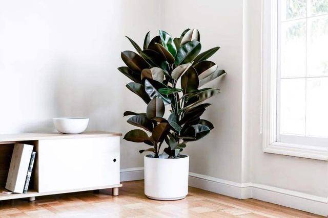 5 loại cây cảnh phòng khách, giảm bụi, chắn tiếng ồn, tăng độ ẩm, càng sống càng khỏe mạnh - Ảnh 8. 5 loại cây cảnh phòng khách, giảm bụi, chắn tiếng ồn, tăng độ ẩm, càng sống càng khỏe mạnh - Ảnh 8.