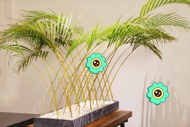 5 loại cây cảnh phòng khách, giảm bụi, chắn tiếng ồn, tăng độ ẩm, càng sống càng khỏe mạnh - Ảnh 9. 5 loại cây cảnh phòng khách, giảm bụi, chắn tiếng ồn, tăng độ ẩm, càng sống càng khỏe mạnh - Ảnh 9.