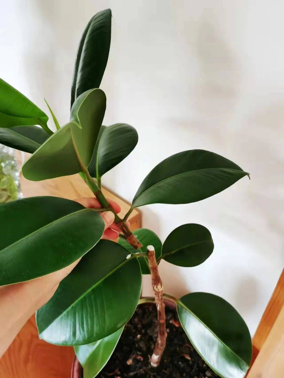 Mạnh tay cắt tỉa để cây cảnh của bạn khỏe mạnh, nảy mầm xanh tươi, ra hoa rực rỡ - Ảnh 7.