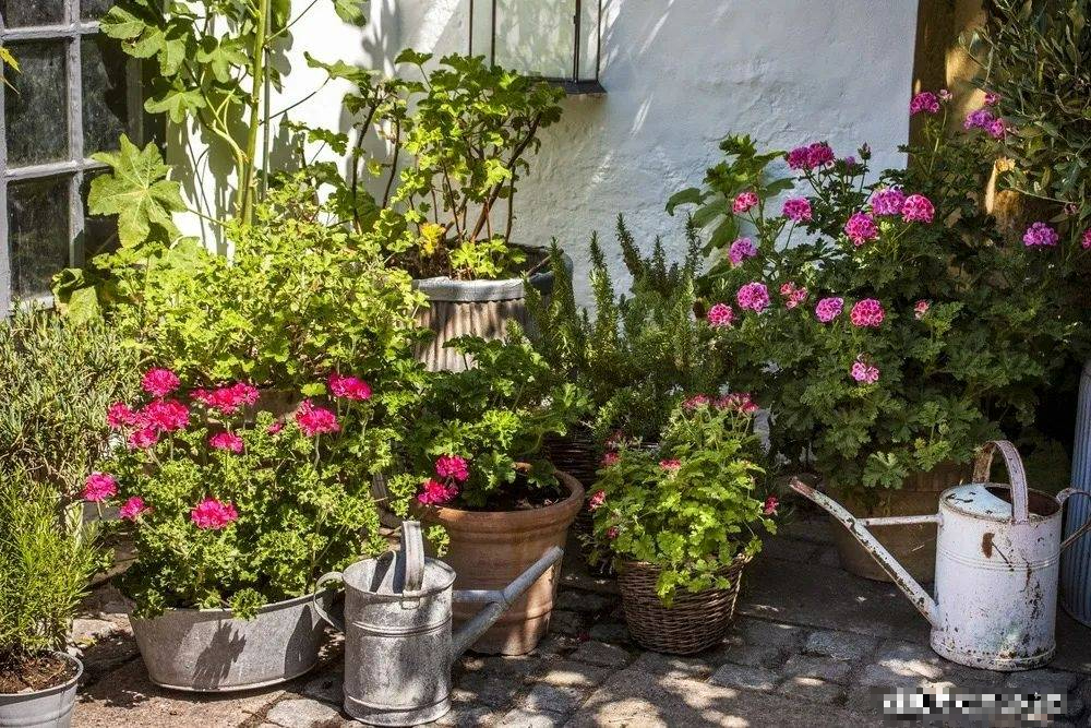 Mạnh tay cắt tỉa để cây cảnh của bạn khỏe mạnh, nảy mầm xanh tươi, ra hoa rực rỡ - Ảnh 1.