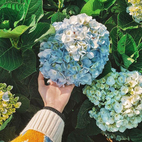 Trồng cây cảnh: 5 vấn đề của "tay mơ", hiểu rõ trồng cây gì cũng tốt bời bời - Ảnh 5.