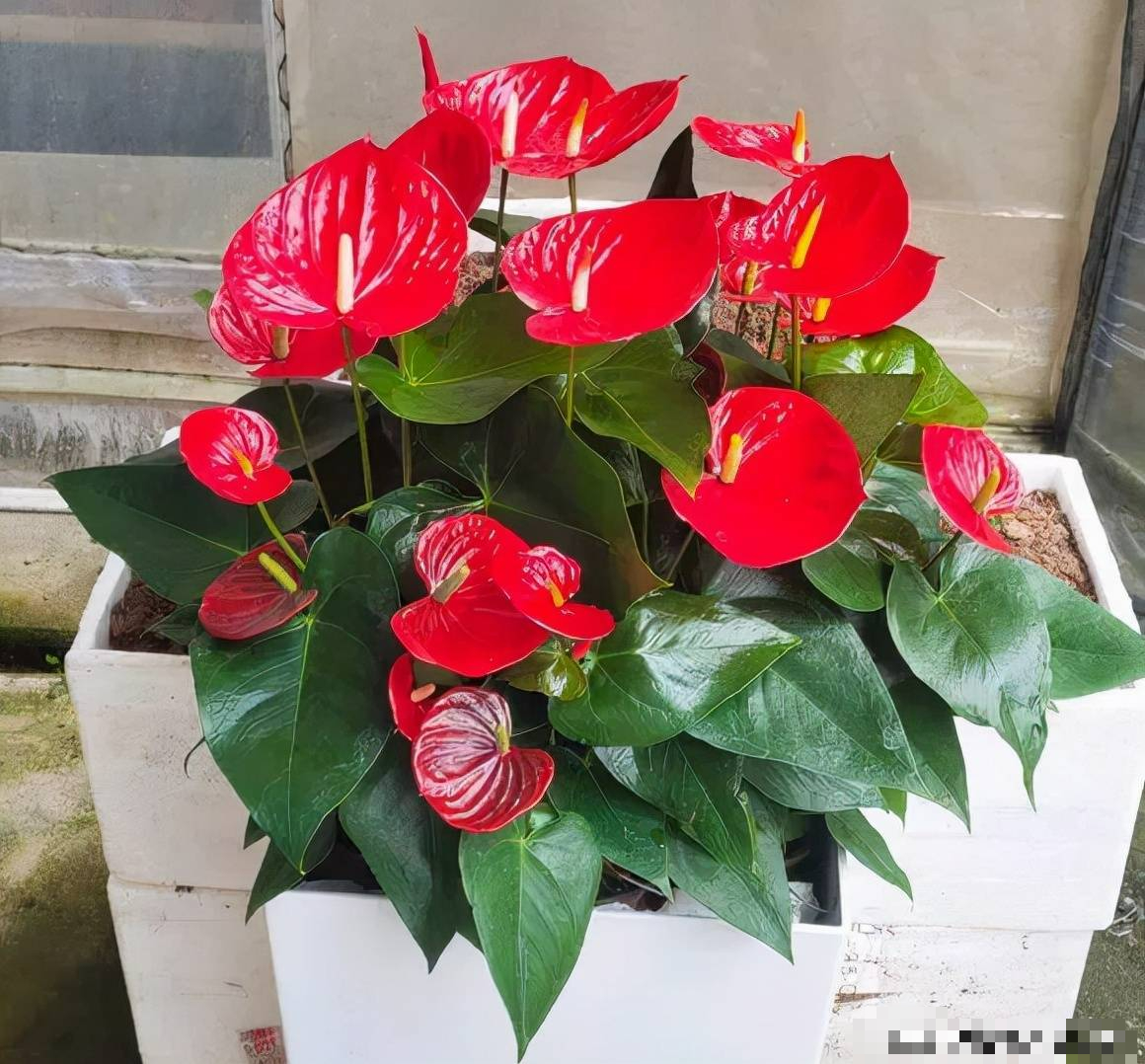 Trồng cây cảnh: 5 vấn đề của "tay mơ", hiểu rõ trồng cây gì cũng tốt bời bời - Ảnh 4.