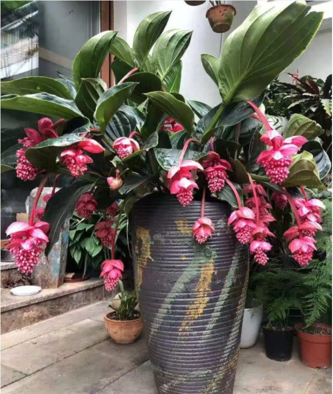 Trồng cây cảnh: 5 vấn đề của "tay mơ", hiểu rõ trồng cây gì cũng tốt bời bời - Ảnh 3.