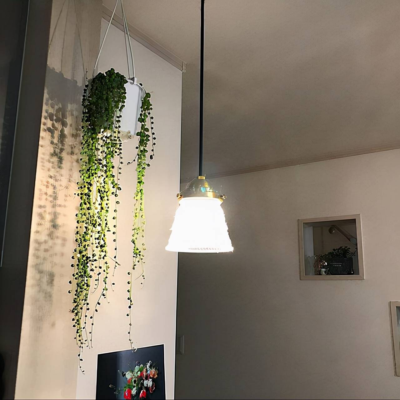 Cây cảnh "cực ảo", như vòng cổ ngọc bích tuyệt đẹp, hoa nở có ý nghĩa phú quý dư dả
 - Ảnh 9.