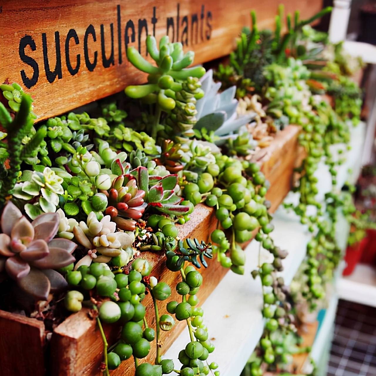 Cây cảnh "cực ảo", như vòng cổ ngọc bích tuyệt đẹp, hoa nở có ý nghĩa phú quý dư dả
 - Ảnh 10.