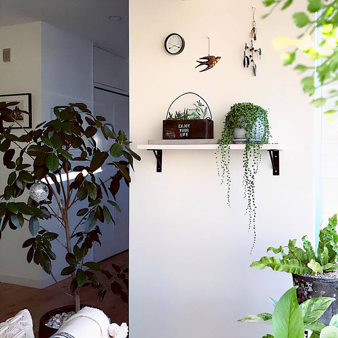 Cây cảnh "cực ảo", như vòng cổ ngọc bích tuyệt đẹp, hoa nở có ý nghĩa phú quý dư dả
 - Ảnh 8.