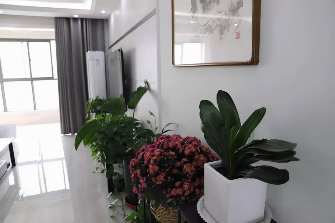 5 sai lầm khi đặt cây cảnh ở phòng khách, không xui xẻo cũng gặp chuyện cười ra nước mắt - Ảnh 4. 5 sai lầm khi đặt cây cảnh ở phòng khách, không xui xẻo cũng gặp chuyện cười ra nước mắt - Ảnh 4.