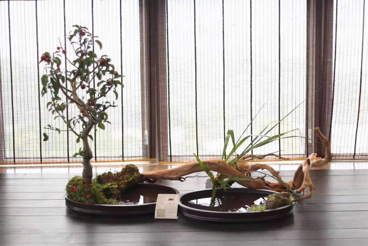 5 sai lầm khi đặt cây cảnh ở phòng khách, không xui xẻo cũng gặp chuyện cười ra nước mắt - Ảnh 6. 5 sai lầm khi đặt cây cảnh ở phòng khách, không xui xẻo cũng gặp chuyện cười ra nước mắt - Ảnh 6.