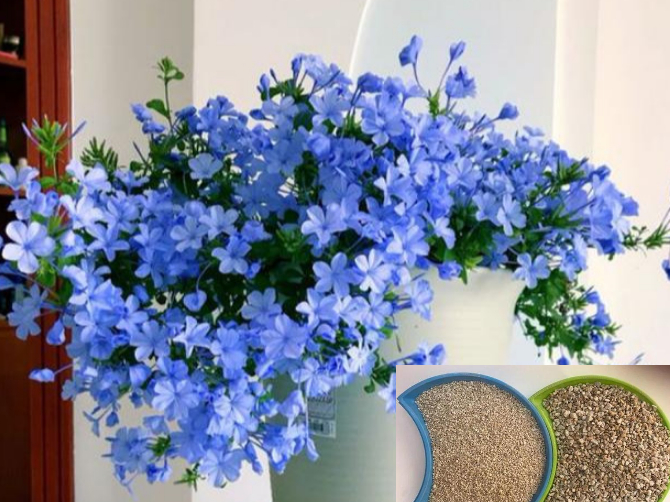 Vứt 3 loại rác này vào chậu cây cảnh, giúp đất thoáng khí, thấm nước, hoa nào cũng tốt bừng bừng - Ảnh 1. Vứt 3 loại rác này vào chậu cây cảnh, giúp đất thoáng khí, thấm nước, hoa nào cũng tốt bừng bừng - Ảnh 1.