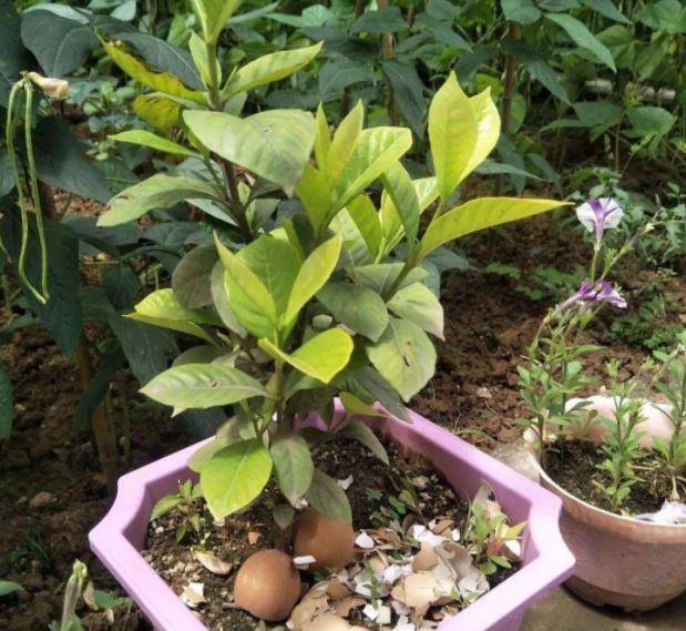 Vứt 3 loại rác này vào chậu cây cảnh, giúp đất thoáng khí, thấm nước, hoa nào cũng tốt bừng bừng - Ảnh 3. Vứt 3 loại rác này vào chậu cây cảnh, giúp đất thoáng khí, thấm nước, hoa nào cũng tốt bừng bừng - Ảnh 3.