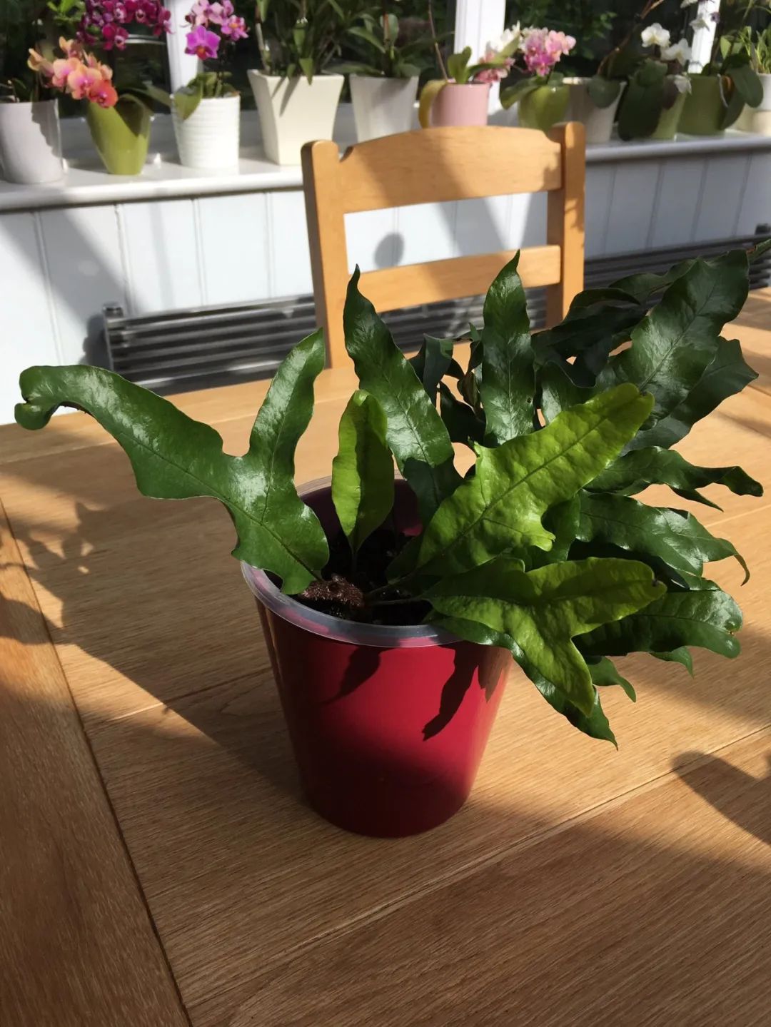 4 cây cảnh tuyệt đẹp không thể bỏ qua, trồng ở nơi thiếu sáng nhất trong nhà vẫn xanh tốt - Ảnh 2.