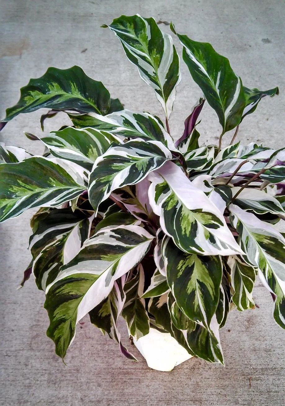 4 cây cảnh tuyệt đẹp không thể bỏ qua, trồng ở nơi thiếu sáng nhất trong nhà vẫn xanh tốt - Ảnh 4.