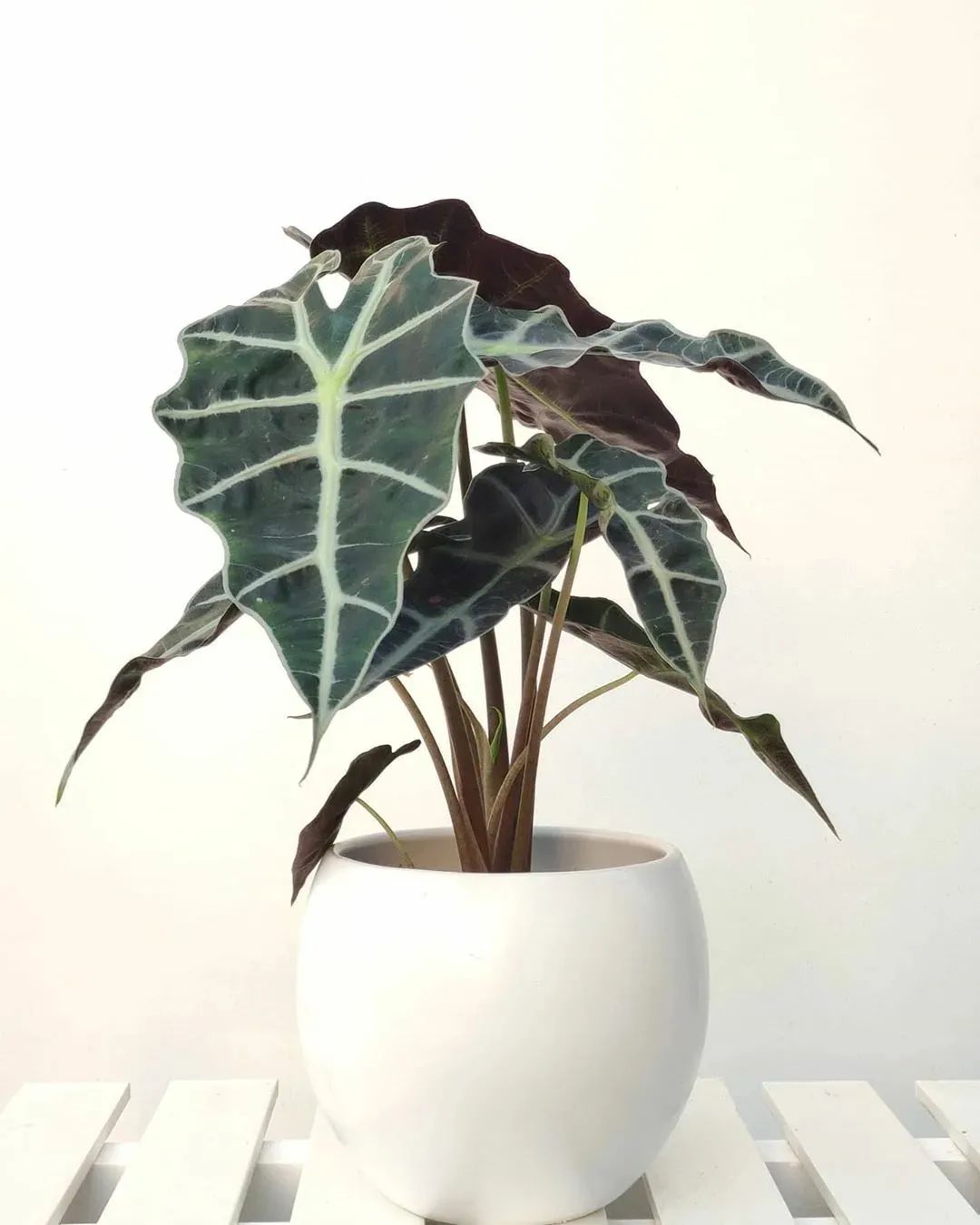 4 cây cảnh tuyệt đẹp không thể bỏ qua, trồng ở nơi thiếu sáng nhất trong nhà vẫn xanh tốt - Ảnh 6.