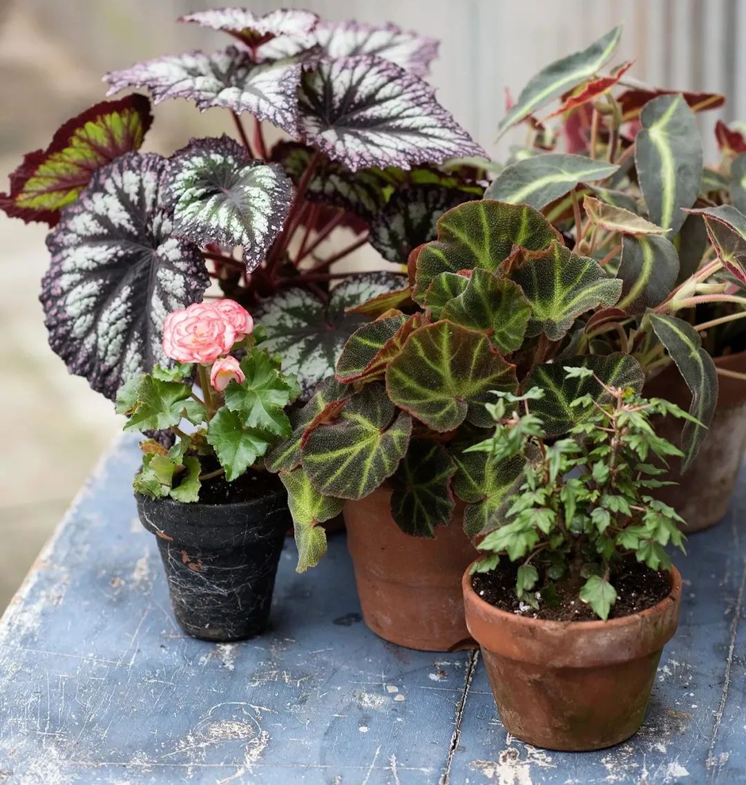 4 cây cảnh tuyệt đẹp không thể bỏ qua, trồng ở nơi thiếu sáng nhất trong nhà vẫn xanh tốt - Ảnh 7.