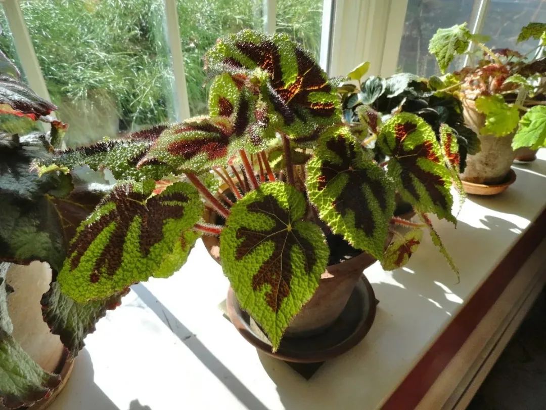 4 cây cảnh tuyệt đẹp không thể bỏ qua, trồng ở nơi thiếu sáng nhất trong nhà vẫn xanh tốt - Ảnh 8.