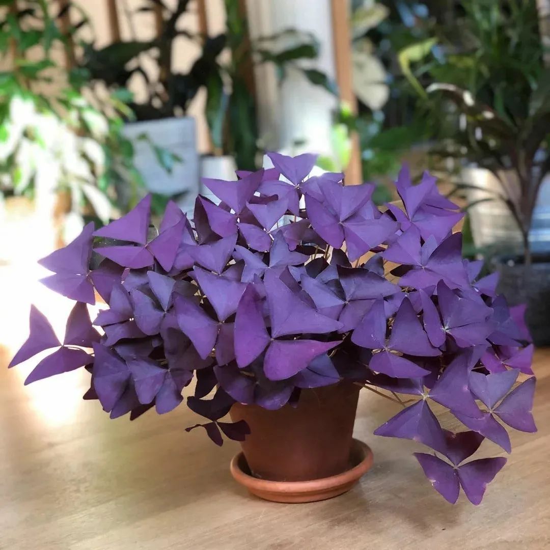 4 cây cảnh tuyệt đẹp không thể bỏ qua, trồng ở nơi thiếu sáng nhất trong nhà vẫn xanh tốt - Ảnh 9.