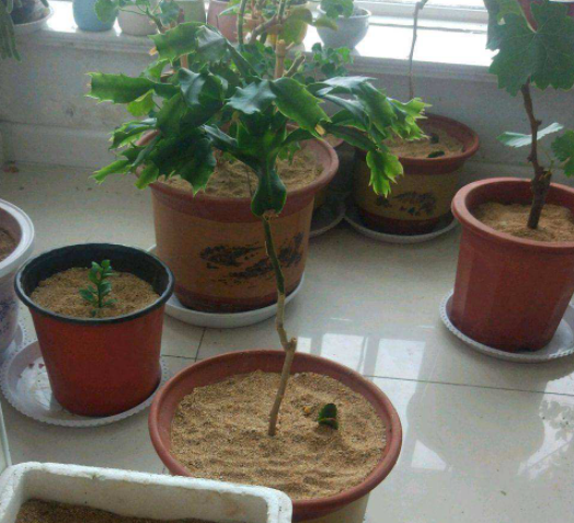 Trồng cây cảnh "ra" ruồi muỗi, 3 chiêu tiêu diệt hiệu quả - Ảnh 2.