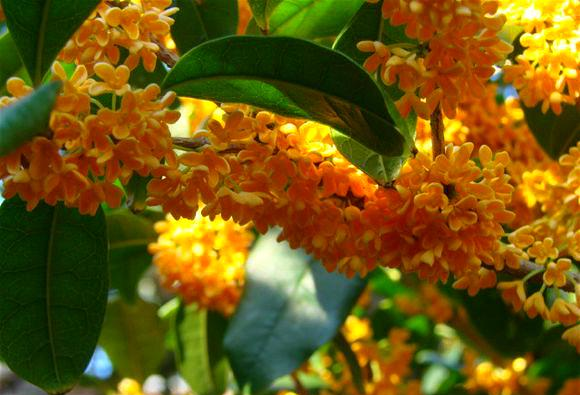 Trồng cây cảnh này trong sân, cả nhà được ngát hương, còn hút may mắn, tài lộc - Ảnh 1.