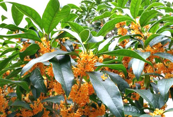 Trồng cây cảnh này trong sân, cả nhà được ngát hương, còn hút may mắn, tài lộc - Ảnh 2.