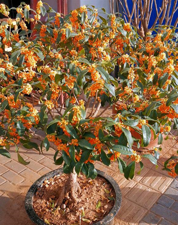 Trồng cây cảnh này trong sân, cả nhà được ngát hương, còn hút may mắn, tài lộc - Ảnh 3.