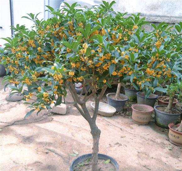 Trồng cây cảnh này trong sân, cả nhà được ngát hương, còn hút may mắn, tài lộc - Ảnh 4.