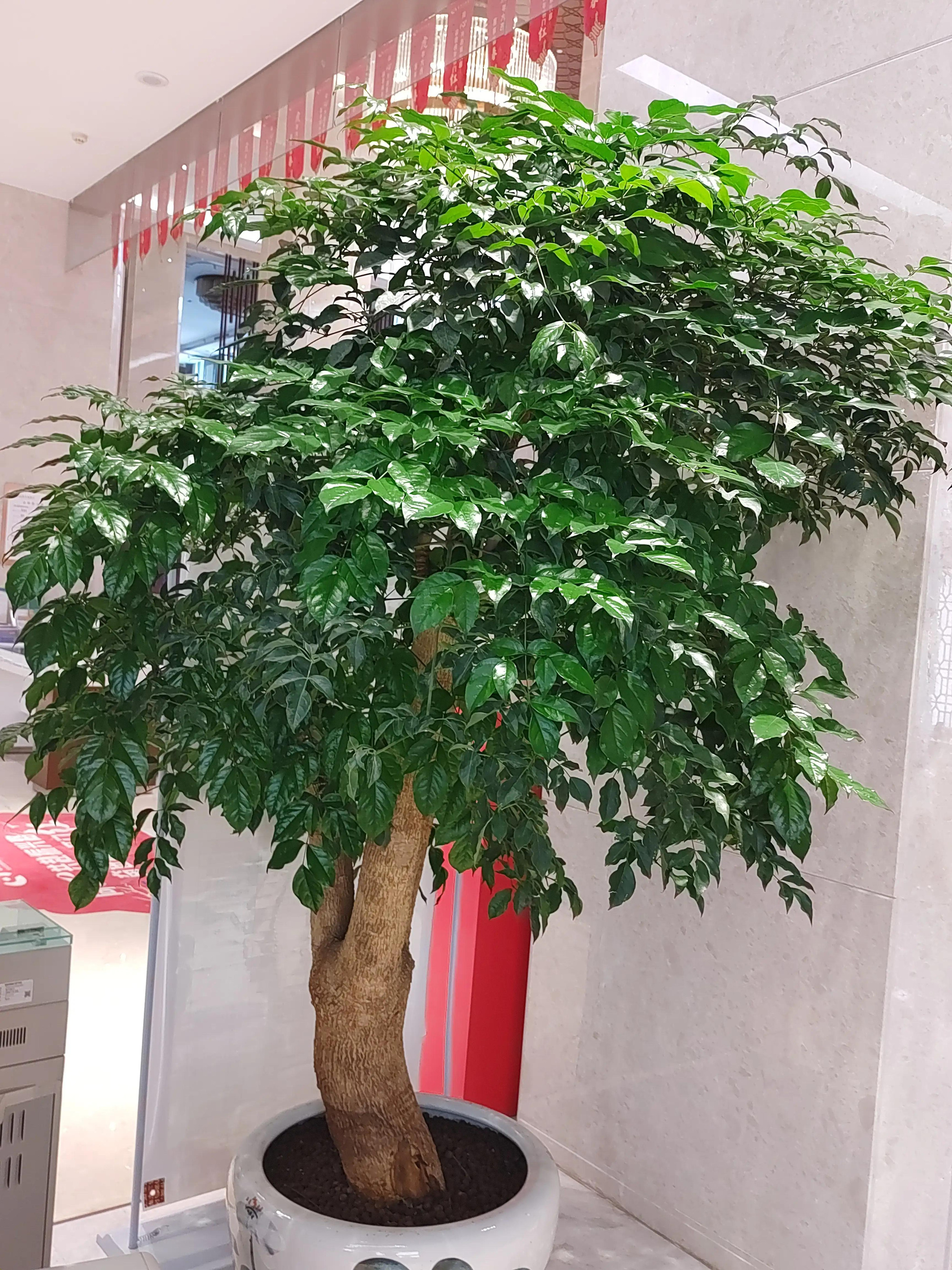 Tưới cho cây cảnh 2 loại "thần dược" tự chế này, cây nào lá cũng xanh đen, bóng loáng - Ảnh 2. Tưới cho cây cảnh 2 loại "thần dược" tự chế này, cây nào lá cũng xanh đen, bóng loáng - Ảnh 2.