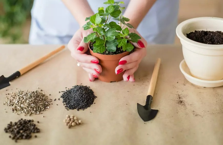 2 kiểu người không hợp trồng cây cảnh, nuôi chậu nào chết chậu đó là có lý do - Ảnh 4.