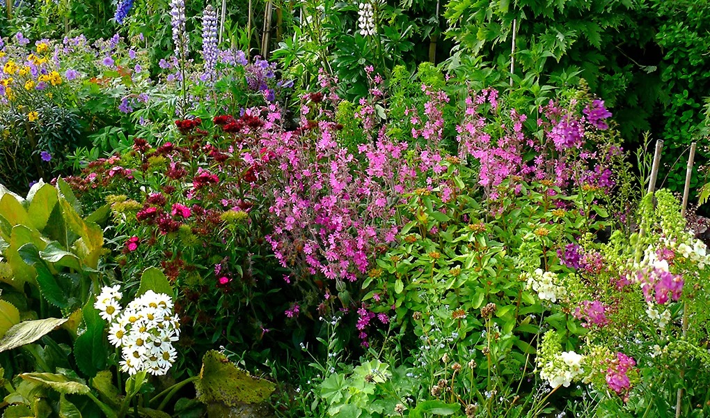 2 kiểu người không hợp trồng cây cảnh, nuôi chậu nào chết chậu đó là có lý do - Ảnh 5.