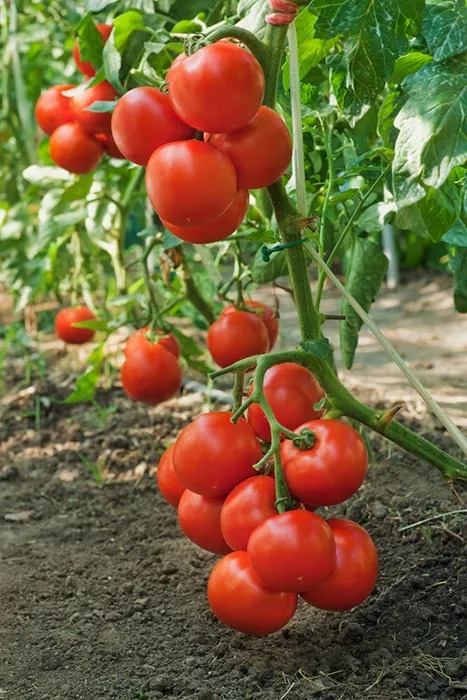 7 mẹo chăm sóc cây cảnh và làm vườn tuyệt vời giúp cây tốt bời bời - Ảnh 4. 7 mẹo chăm sóc cây cảnh và làm vườn tuyệt vời giúp cây tốt bời bời - Ảnh 4.