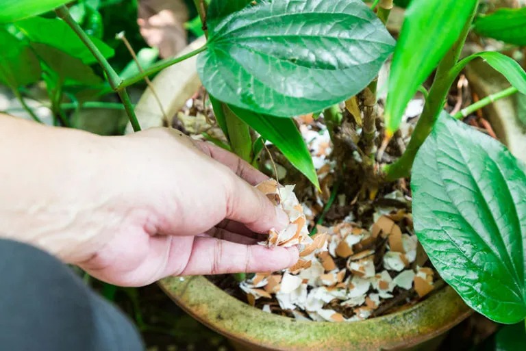 7 mẹo chăm sóc cây cảnh và làm vườn tuyệt vời giúp cây tốt bời bời - Ảnh 5. 7 mẹo chăm sóc cây cảnh và làm vườn tuyệt vời giúp cây tốt bời bời - Ảnh 5.