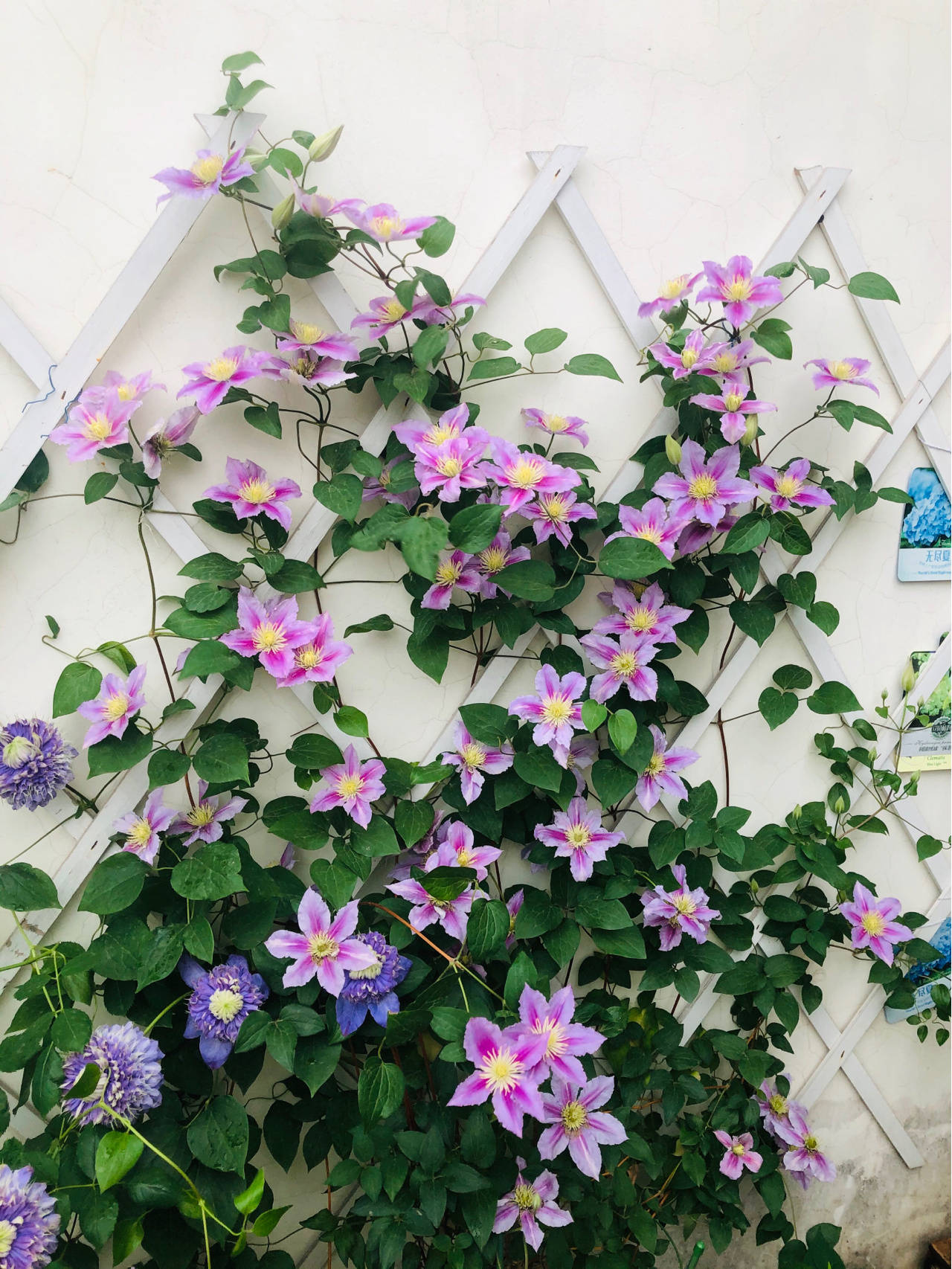 3 cây cảnh "báu vật của khu vườn", đã trồng một cây là không thể dừng lại - Ảnh 6.