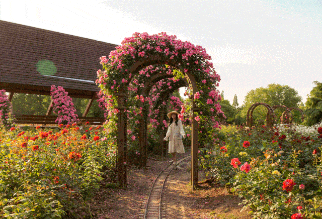 3 cây cảnh "báu vật của khu vườn", đã trồng một cây là không thể dừng lại - Ảnh 1.