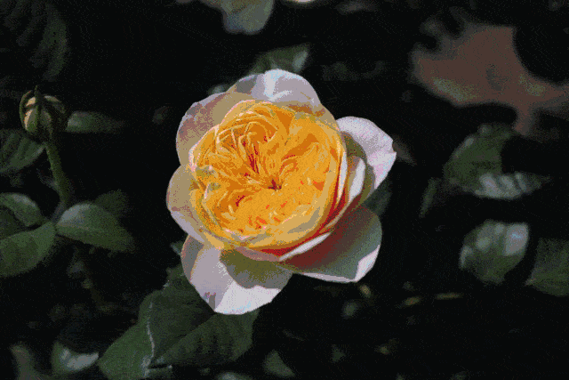 3 cây cảnh "báu vật của khu vườn", đã trồng một cây là không thể dừng lại - Ảnh 3.