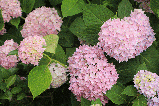 3 cây cảnh "báu vật của khu vườn", đã trồng một cây là không thể dừng lại - Ảnh 7.