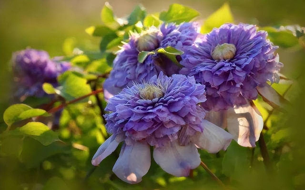 3 cây cảnh "báu vật của khu vườn", đã trồng một cây là không thể dừng lại - Ảnh 4.