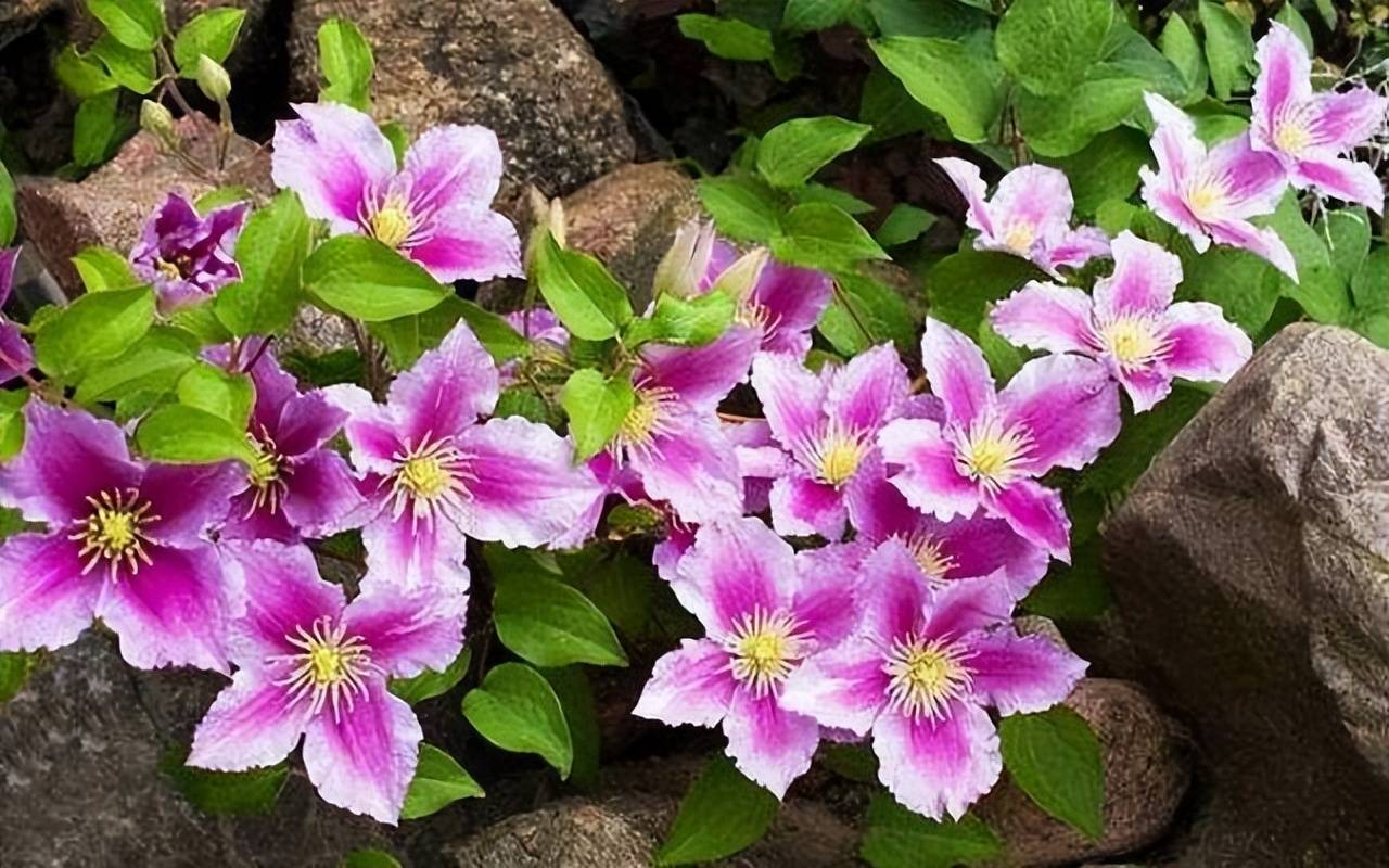 3 cây cảnh "báu vật của khu vườn", đã trồng một cây là không thể dừng lại - Ảnh 5.