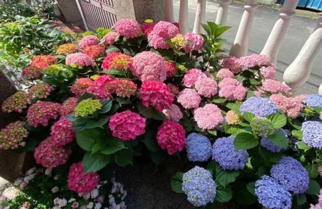 3 cây cảnh "báu vật của khu vườn", đã trồng một cây là không thể dừng lại - Ảnh 8.