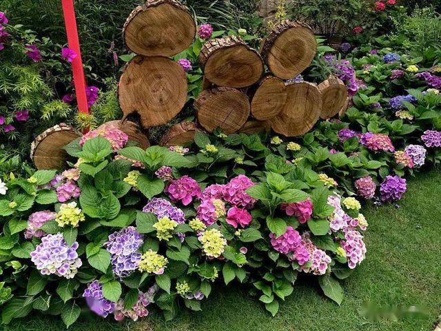 3 cây cảnh "báu vật của khu vườn", đã trồng một cây là không thể dừng lại - Ảnh 10.