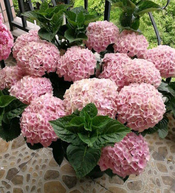 3 cây cảnh "báu vật của khu vườn", đã trồng một cây là không thể dừng lại - Ảnh 9.