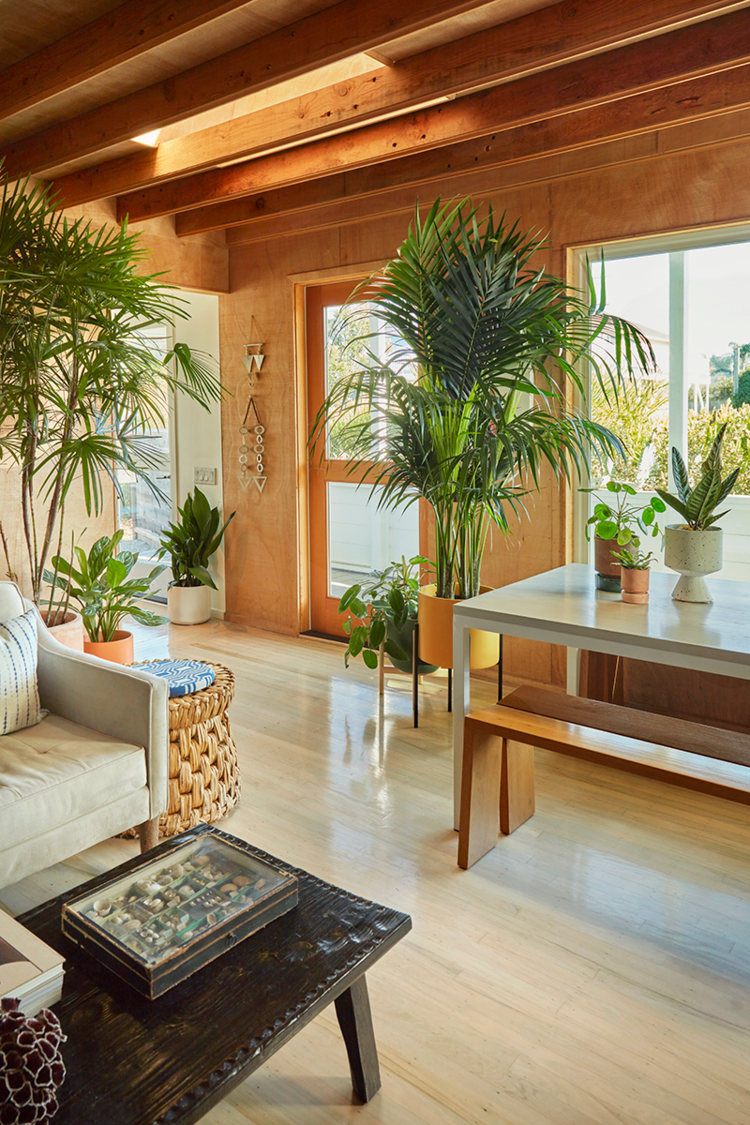 Vị trí đặt cây cảnh phong thủy mới nhất năm 2022, hút may mắn, chiêu tài lộc - Ảnh 2. Vị trí đặt cây cảnh phong thủy mới nhất năm 2022, hút may mắn, chiêu tài lộc - Ảnh 2.