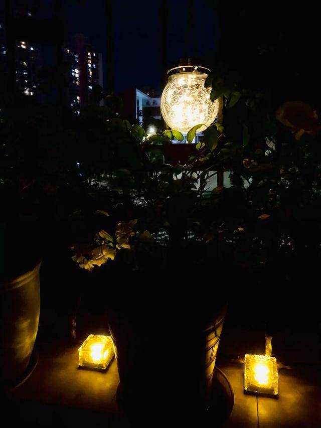 Dành 5 tháng trồng 250 chậu cây cảnh, cô gái tạo cho mình thiên đường trên ban công  - Ảnh 6.