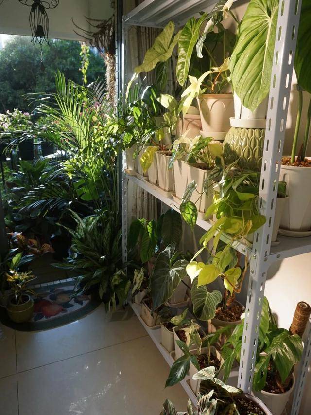 Dành 5 tháng trồng 250 chậu cây cảnh, cô gái tạo cho mình thiên đường trên ban công  - Ảnh 8.
