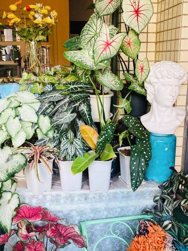 Dành 5 tháng trồng 250 chậu cây cảnh, cô gái tạo cho mình thiên đường trên ban công  - Ảnh 5.