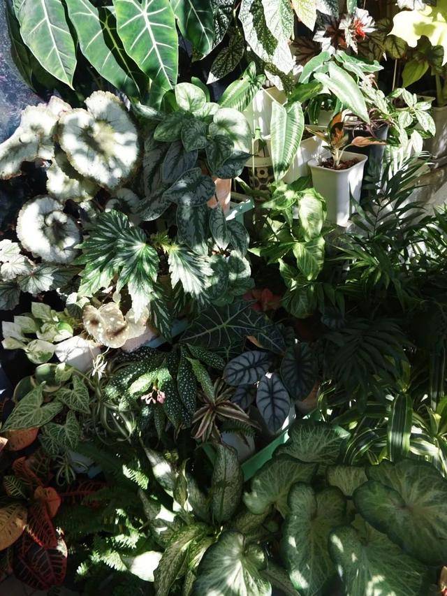 Dành 5 tháng trồng 250 chậu cây cảnh, cô gái tạo cho mình thiên đường trên ban công  - Ảnh 10.