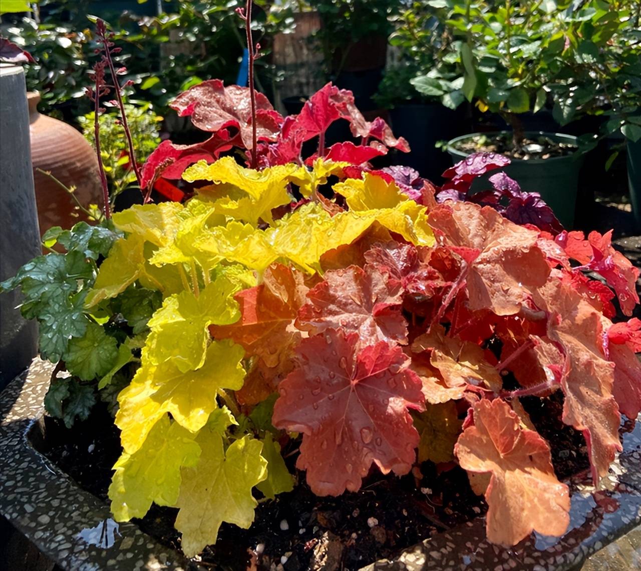 Dành 5 tháng trồng 250 chậu cây cảnh, cô gái tạo cho mình thiên đường trên ban công  - Ảnh 11.